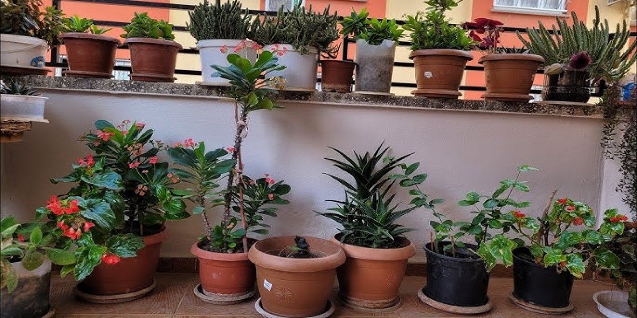 Uzun ömürlü salon çiçekleri! Çok daha uzun ömürlü oluyorlar