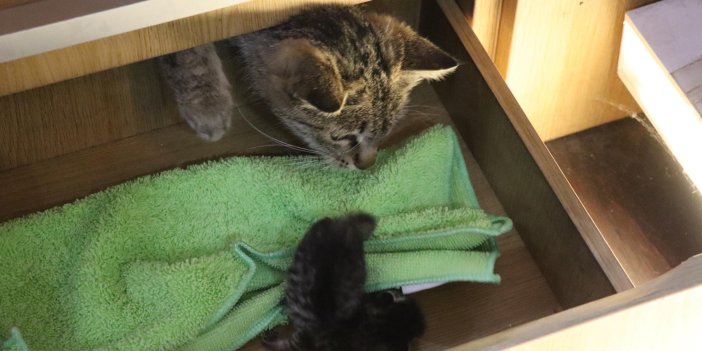 Dükkandaki masanın çekmecesinde doğum yapan kedi ve yavrusuna esnaf sahip çıktı