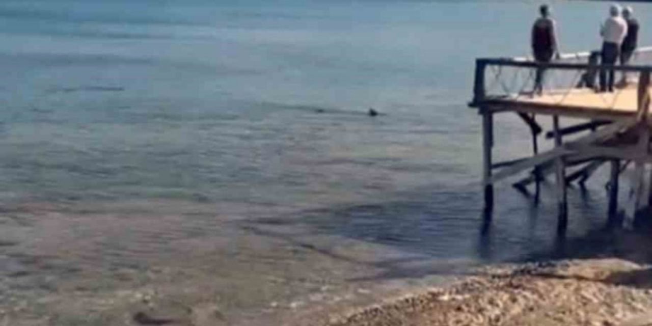 Muğla'da kıyıya yakın bölgede köpek balığı sürprizi