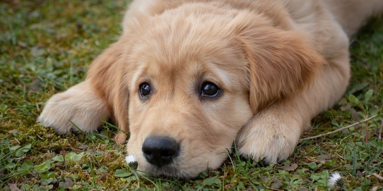 Köpeklerle kurulan ilişki en iyi arkadaşla kurulandan daha tatmin edici