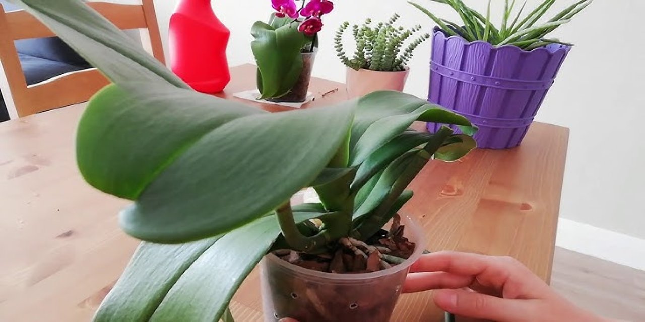 Bitkilerin daha gür olmasını sağlayacak tüyo : Çiçeklere güç veren karışım