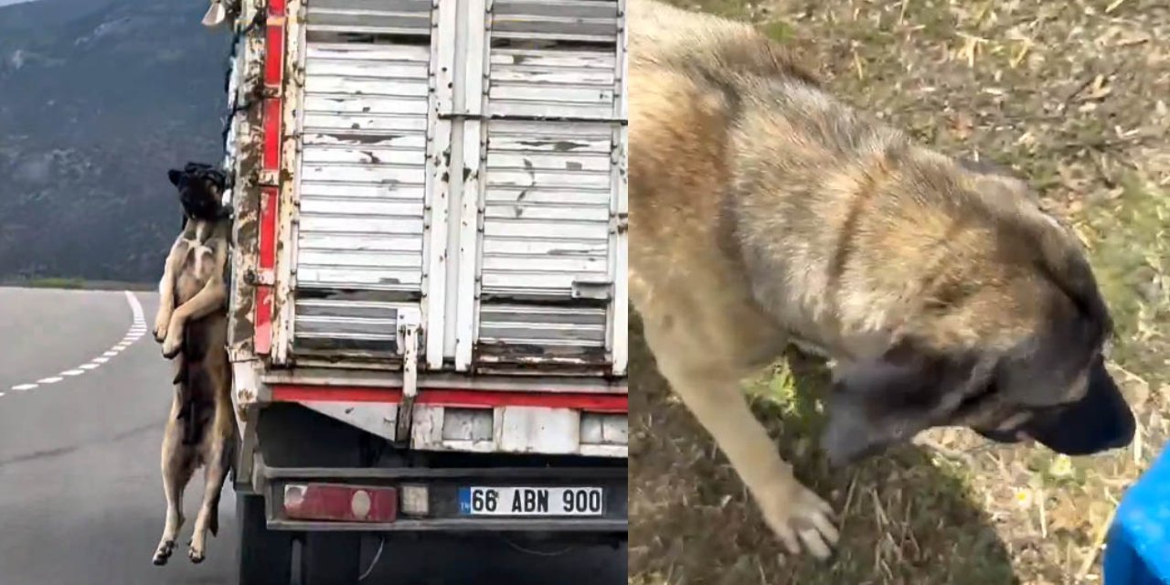 Kasasında köpek iple asılı halde seyrederken görüntülenen sürücüye ceza