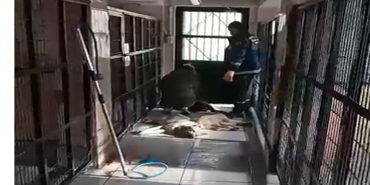 Hayvanların öldürüldüğü barınağın müdürü görevden alındı