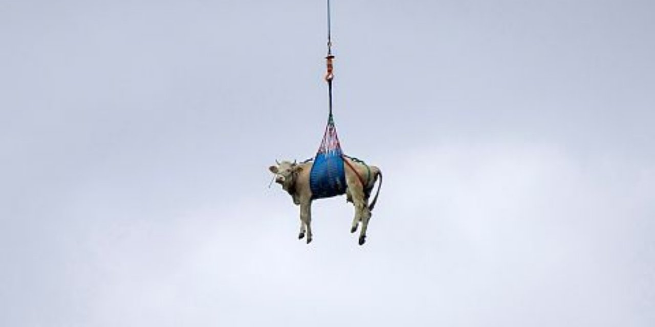 İsviçre'de heyelan korkusuyla boşaltılan köyde inekler havadan taşındı