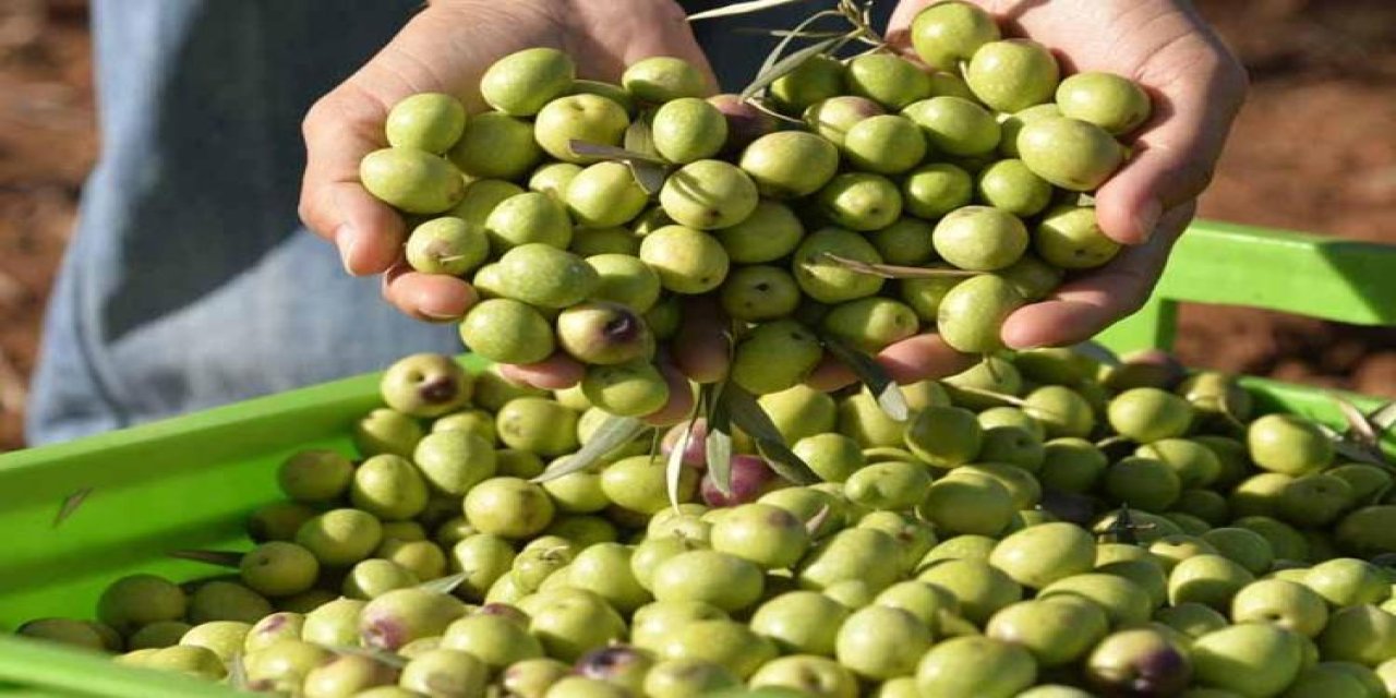 Zeytindeki acılığı yok eden yöntem: Asla zeytin acı kalmayacak