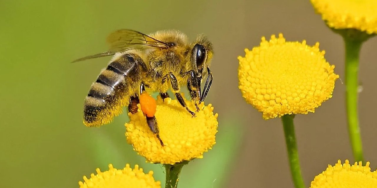 Bilim insanları uyardı: Savaş ve mikroplastikler arıları tehdit ediyor
