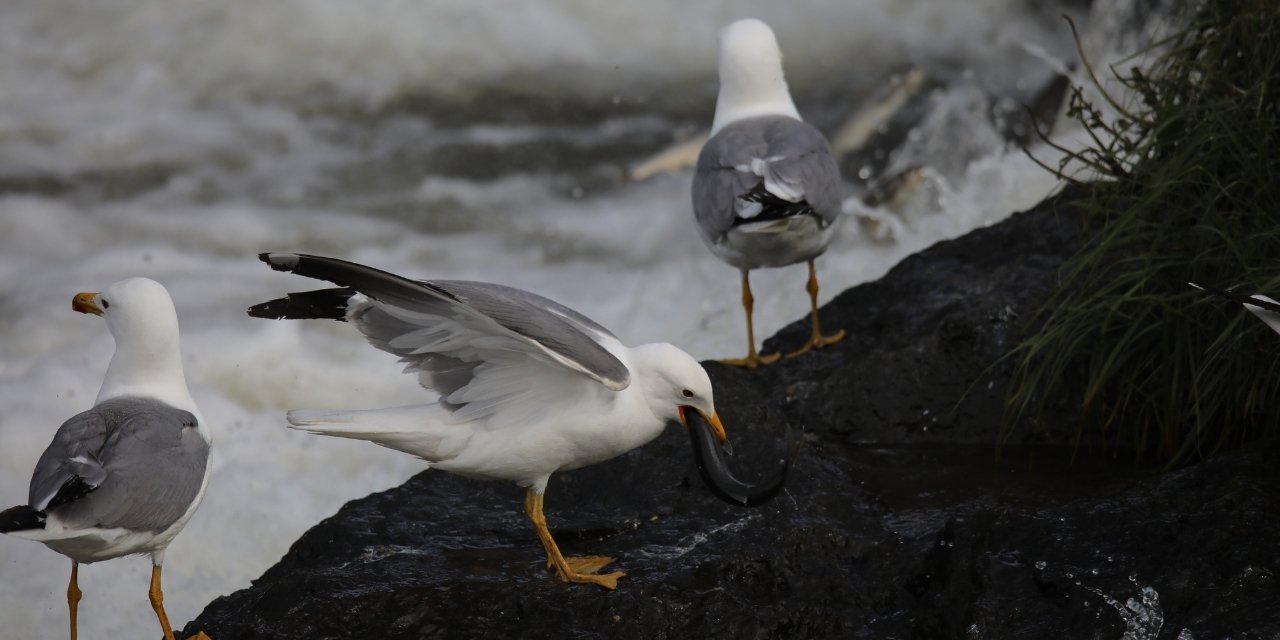 Van'da uçan balık inci kefalinin göçü devam ediyor