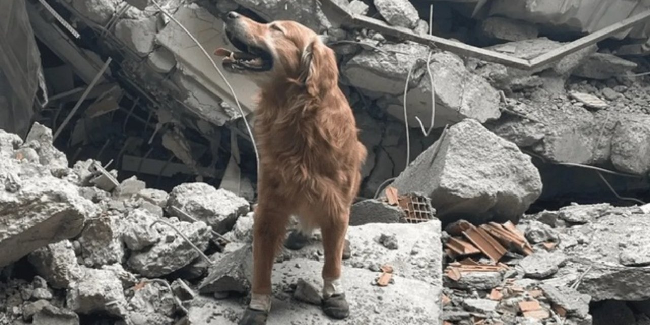 Depremlerde 18 kişiyi kurtarmıştı: Killian hayatını kaybetti