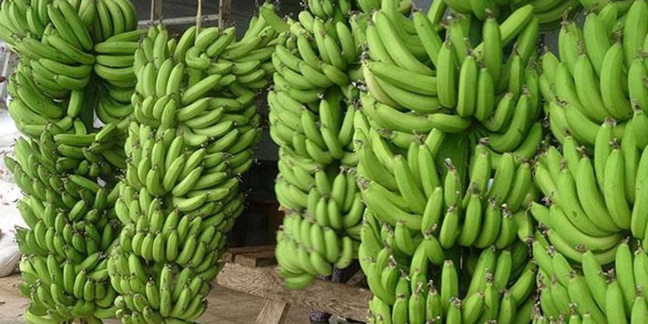 Muz Severler Müjde! Artık Muzlarınız Daha Uzun Süre Taze Kalacak