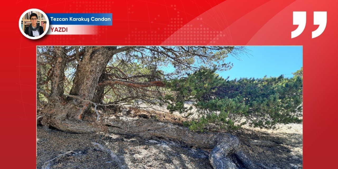 Hekimhan “İliç olmasın” diye… Altının sarısı mı, ormanın efsanesi mi?