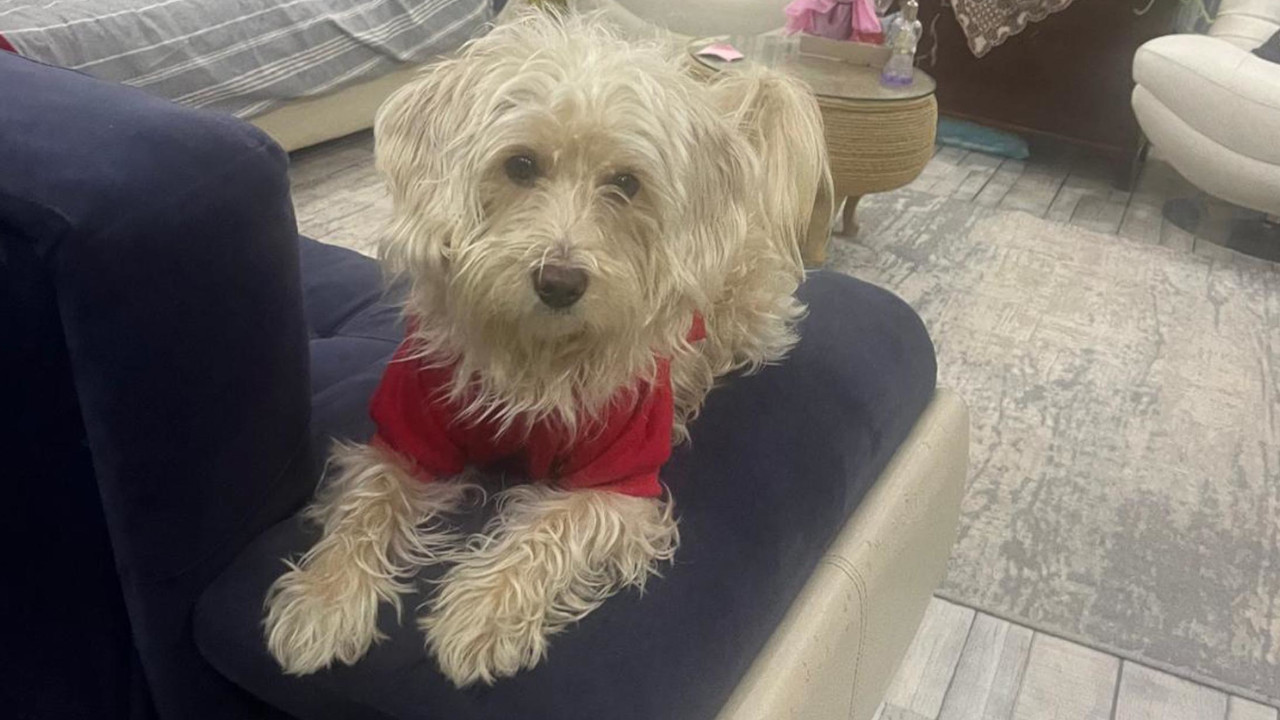 Köpek oteline bırakılan Tarçın yolda ölü bulundu