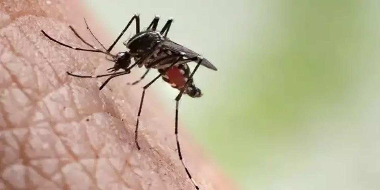 Balkonunuzda Mutlaka Olması Gereken Bitki: Sivrisinekleri Uzak Tutan Doğal Kalkan!