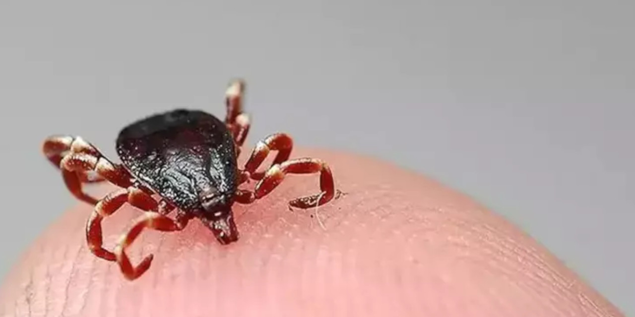 Sivas'ta 39. kene vakası: 6 kişi hayatını kaybetti