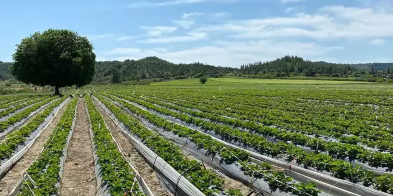 Tarım ürünleri üretici fiyat endeksinde artış: Yüzde 28,96