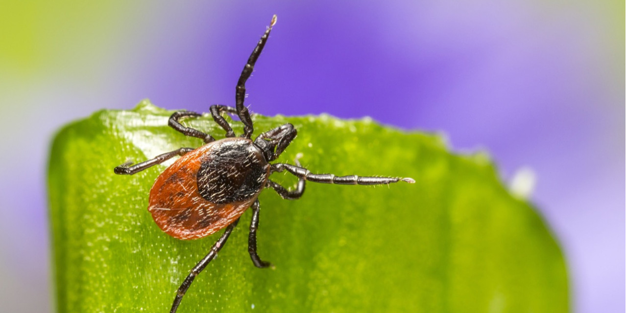 Uzmanlar 'arttı' diyor, bakanlık 'yok' diyor: Kene can almaya devam ediyor