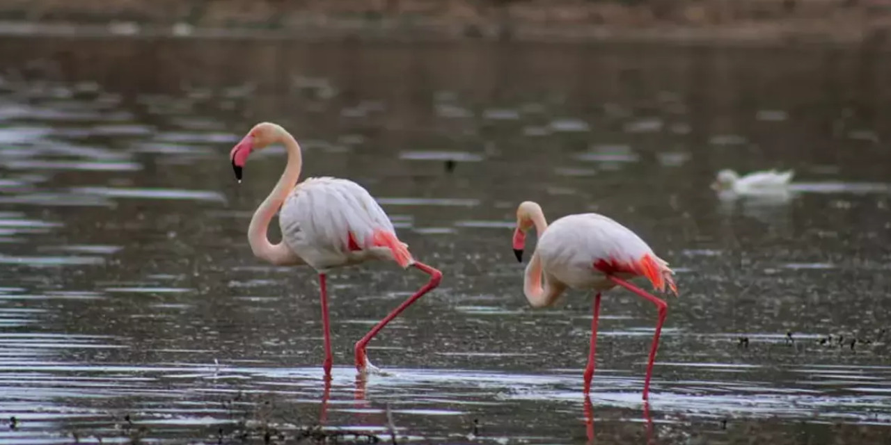 Tuz Gölü'nde yavru flamingo ölümleri: Su bilinçsiz kullanılıyor