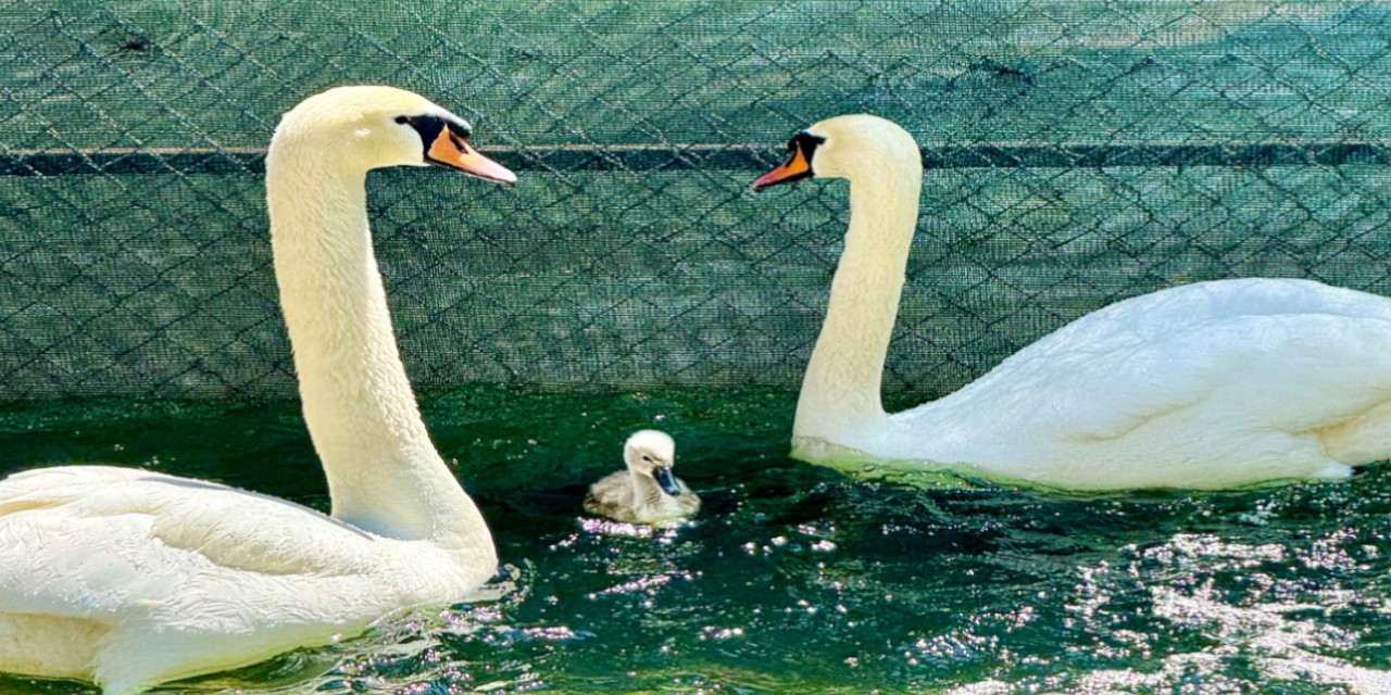 Kuğulu Park'ta 15 yıl sonra bir ilk: Beyaz yavru doğdu