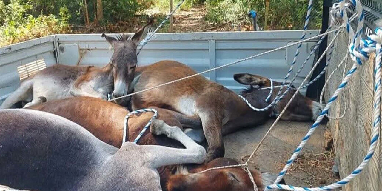 Muğla'daki yabani eşekler toplanıyor: Valilik ısrarcı, belediye üzgün