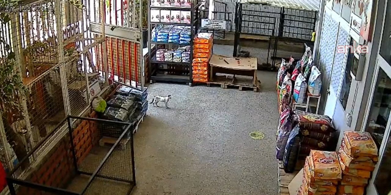 Nazilli'de hastalanan kedi veterinere sığındı