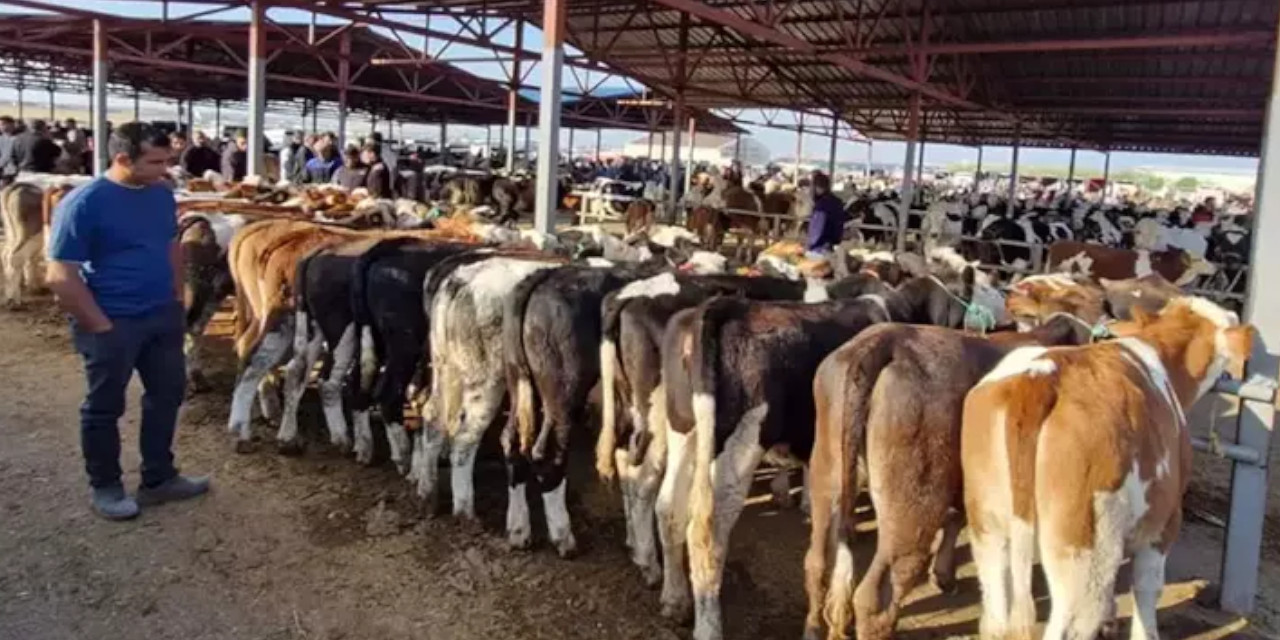 Hayvan pazarlarında 'şap' paniği: Hepsi kapatıldı