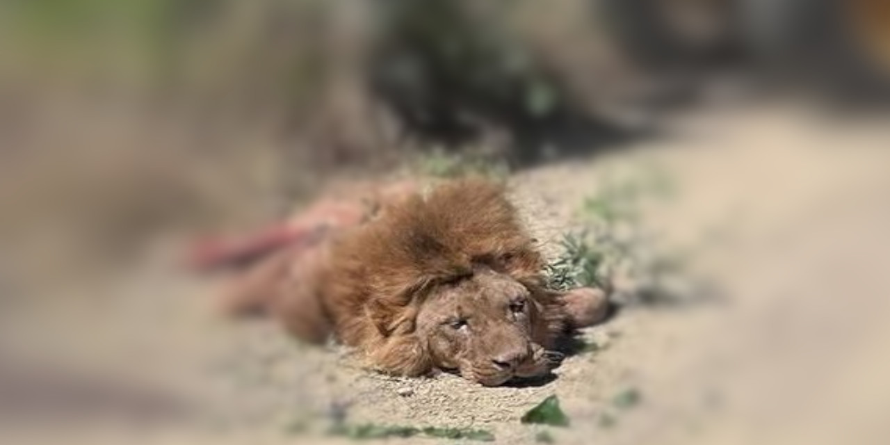 Antalya'da aslan vakası: Hiçbir şekilde kaçmaması gerekiyordu