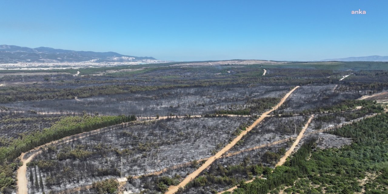 İzmir'de yanan alanlar, kentin en büyük ilçesinin iki katı