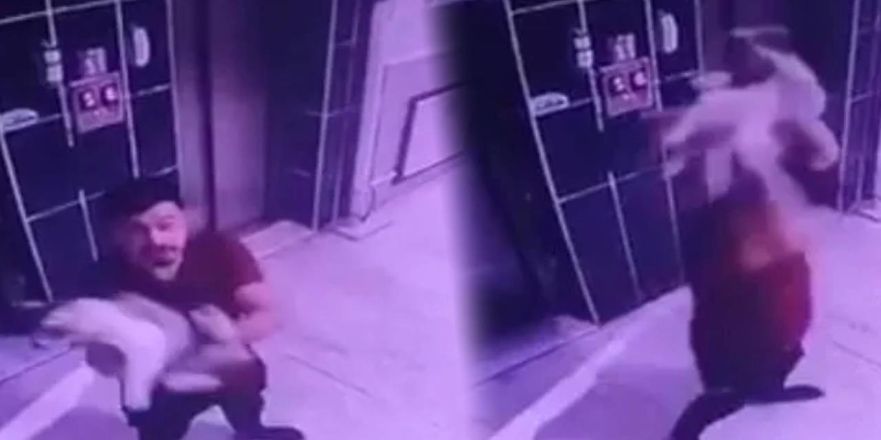 Apartmanda bakılan hamile kediye yere fırlattı