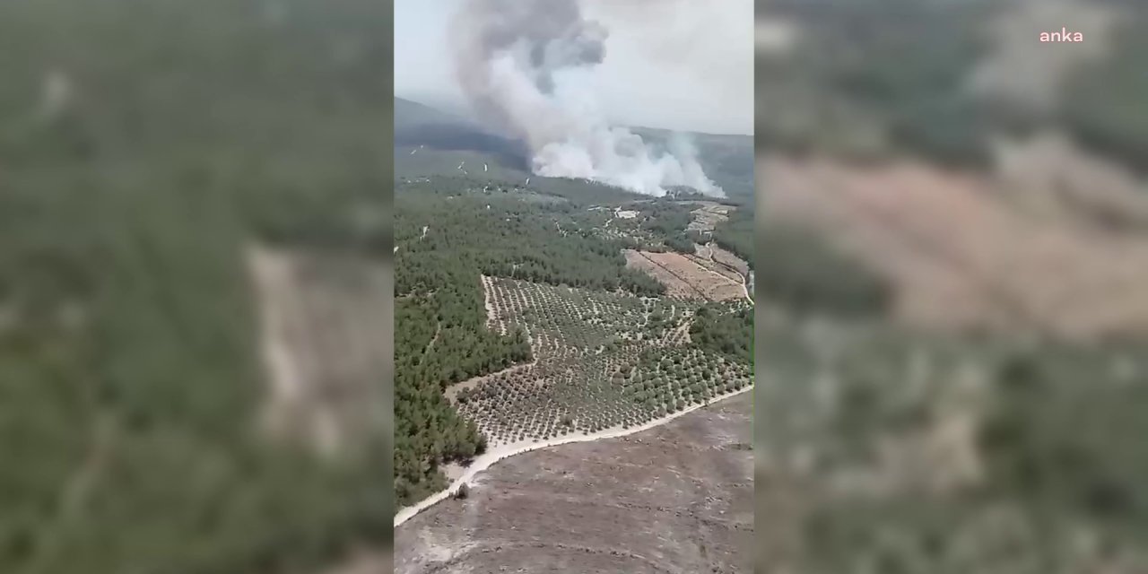 Manisa’da zirai alanda çıkan yangın, ormana sıçradı