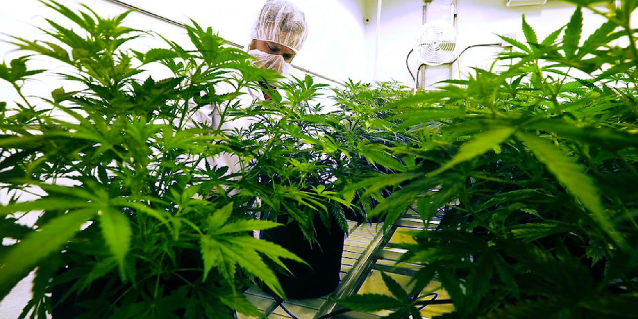 CHP'nin sağlık kurmayından kenevir düzenlemesine tepki: ‘Halkı biraz daha uyuşturucu bataklığına sürükleyecektir’