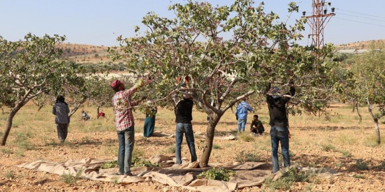 Antep fıstığı işçisine kölelik ücreti: Sıcakta 10 saat çalışmaya 1100 TL