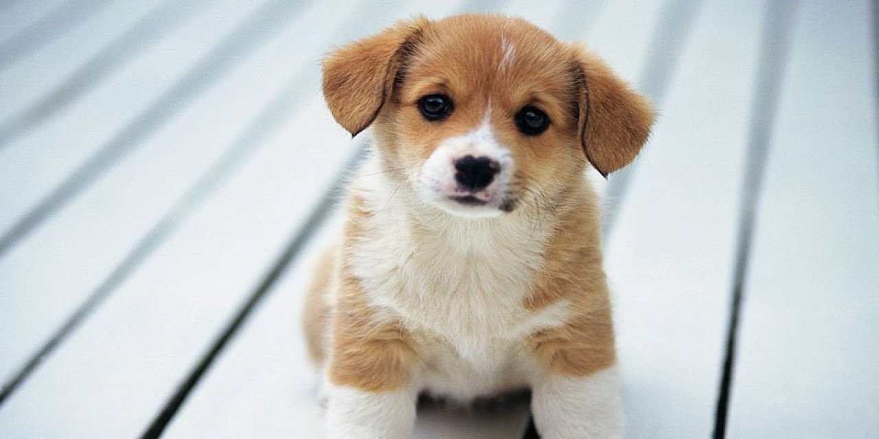 Emsal karar: Mahkeme, köpeği 'aile üyesi' olarak kabul etti