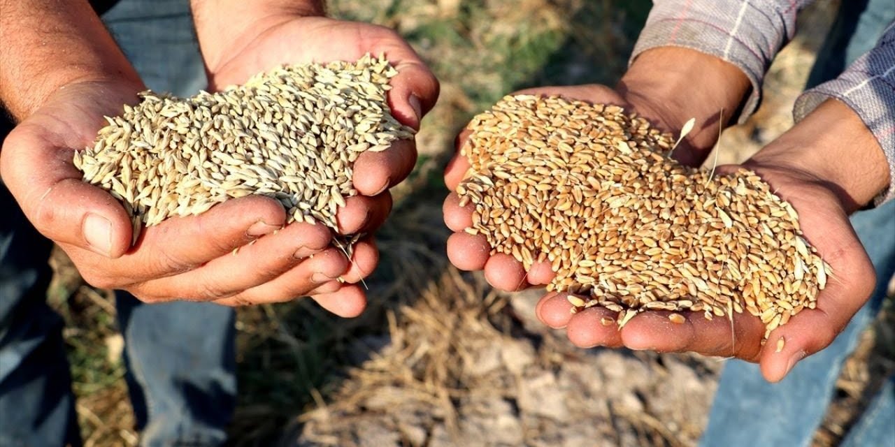 CHP'den arpa ithalatına tepki: 'Hükümet başka ülkelerin çiftçisini zengin etmeye çalışıyor'
