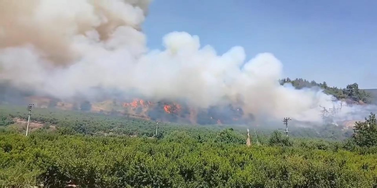 Bursa'da ormanı yakan kişi 'FETÖ üyeliği' nedeniyle ihraç edilen asker çıktı