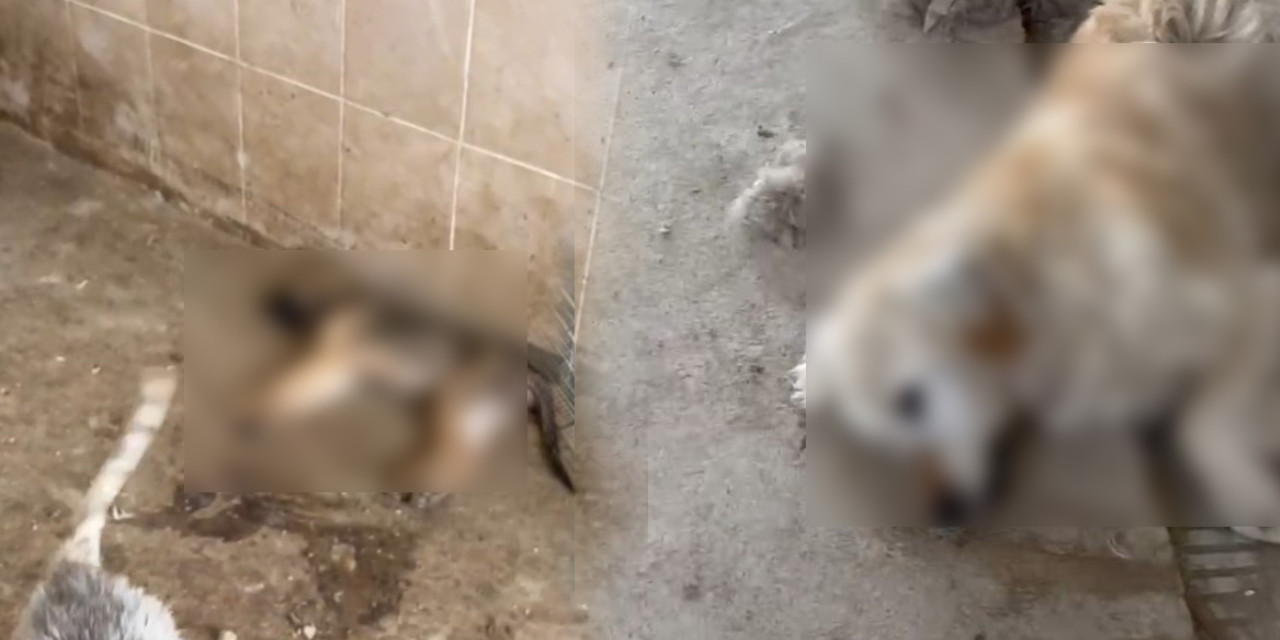 Gümüşhane Belediyesi barınağında köpeklerin susuzluktan öldüğü iddiasına soruşturma