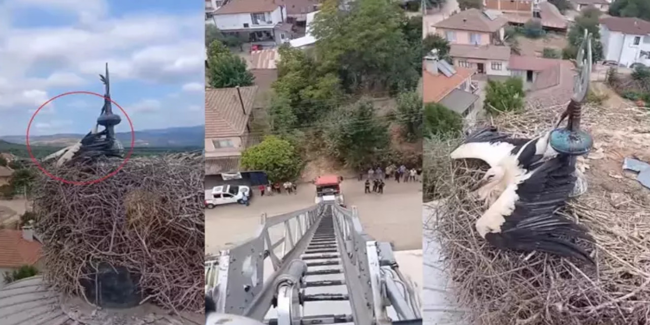 Cami kubbesine ayağı sıkışan leylek kurtarıldı