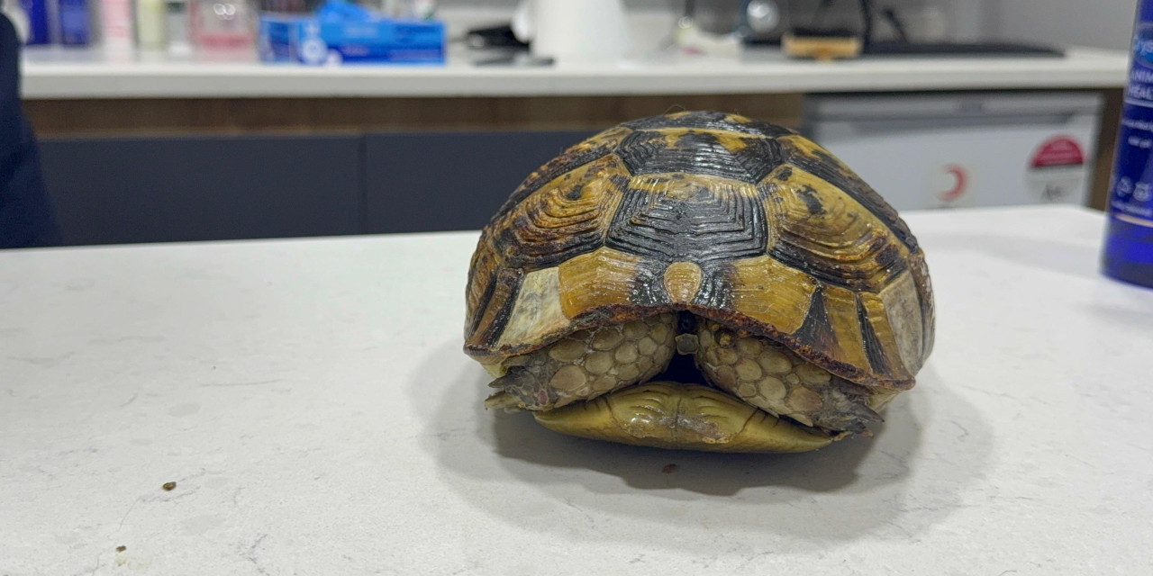 Yangından kurtarılan kaplumbağa hala travmada: 'Kafasını çıkarmıyor'