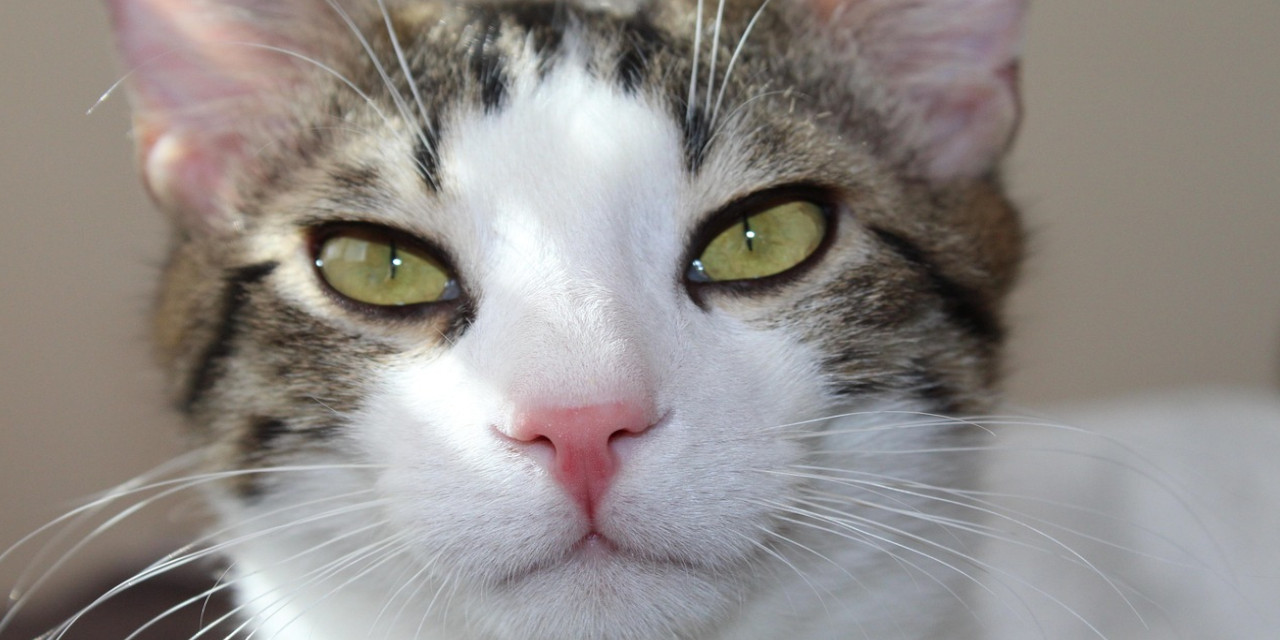 Kediye tokat atanlara ateş açtı