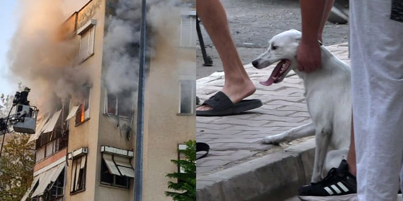Antalya'da apartmanda çıkan yangında mahsur kalan köpekler kurtarıldı