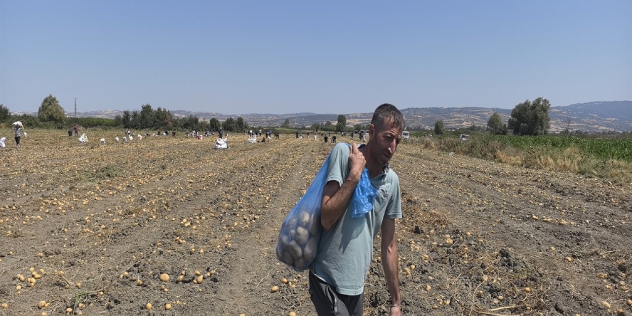 Zarar eden çiftçi patatesleri halka dağıttı