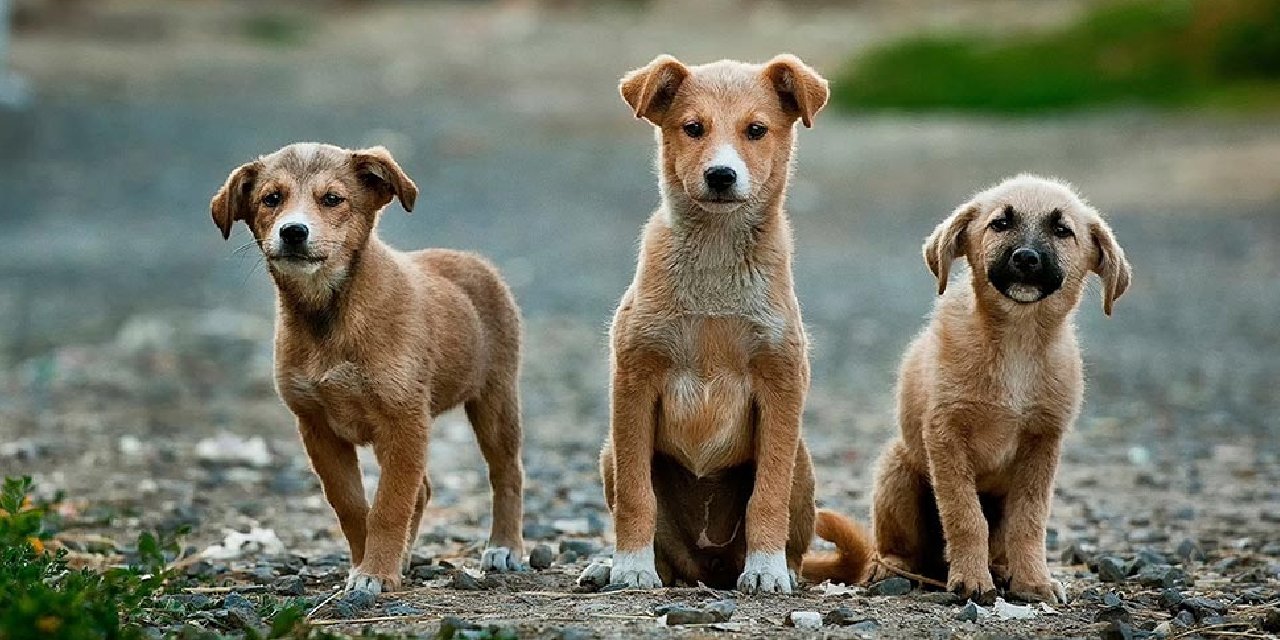 İstanbul Valiliğinden sokak hayvanları talimatı: İvedilikle toplayın