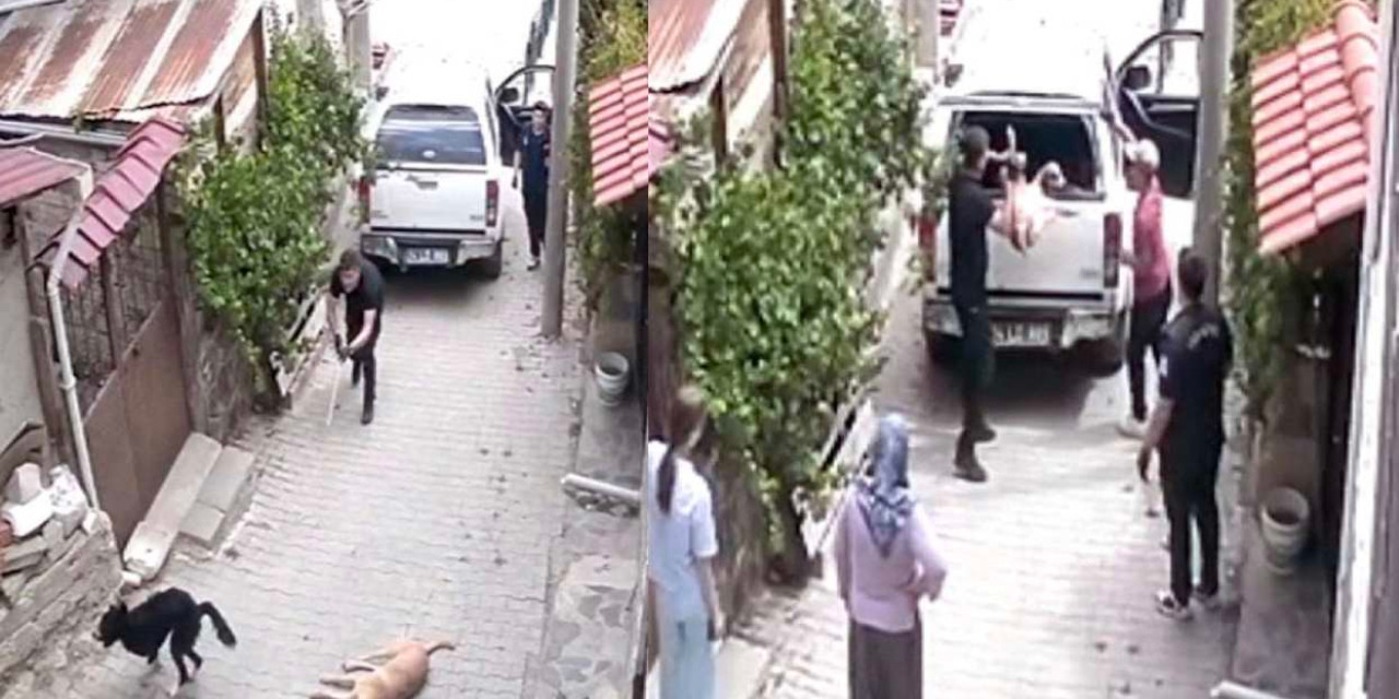 Köpeklere işkenceli toplama