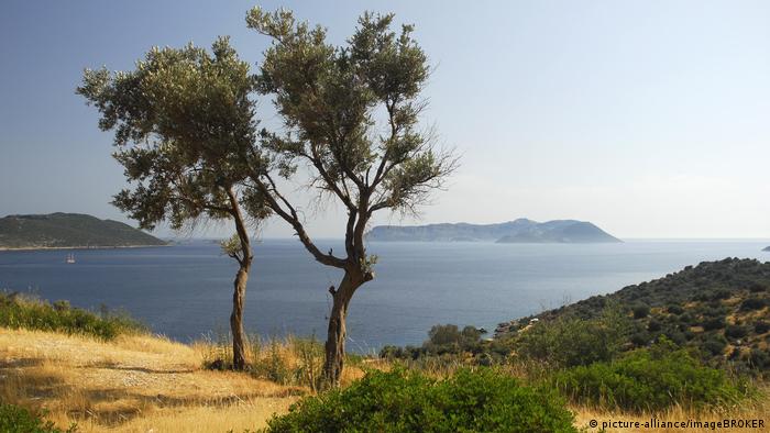 Uzmanlar anlatıyor: Ormanlar eski haline nasıl dönecek?