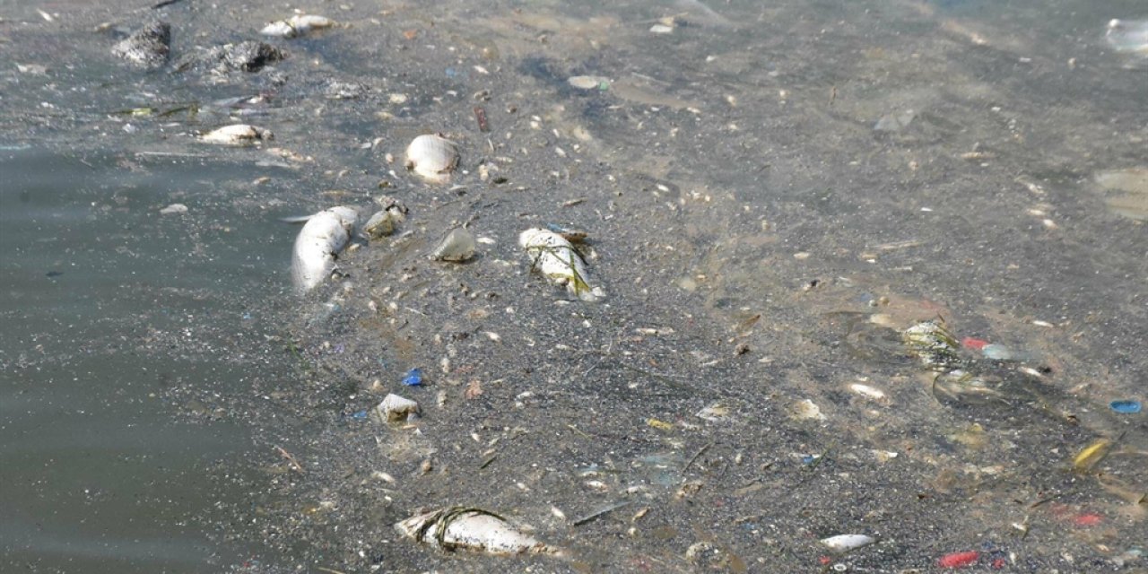 İzmir Körfezi’nde balık ölümleri: Bilim kurulu üyesi Prof. Özkan'a göre kirlilik kısa sürede düzelmeyecek