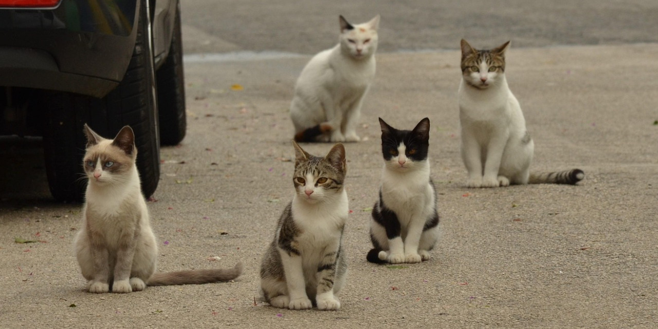 HayFed açıkladı: Sıra kedilere geldi