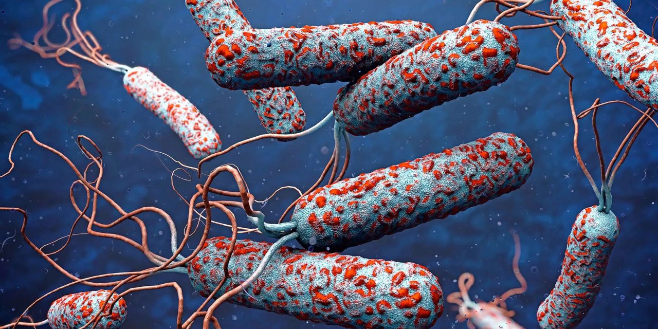 31 ülkede kolera alarmı