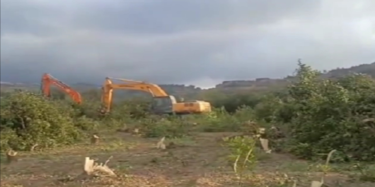 Samandağ'da TOMA'larla ağaç kesimi: Köylüler araçların önüne yattı