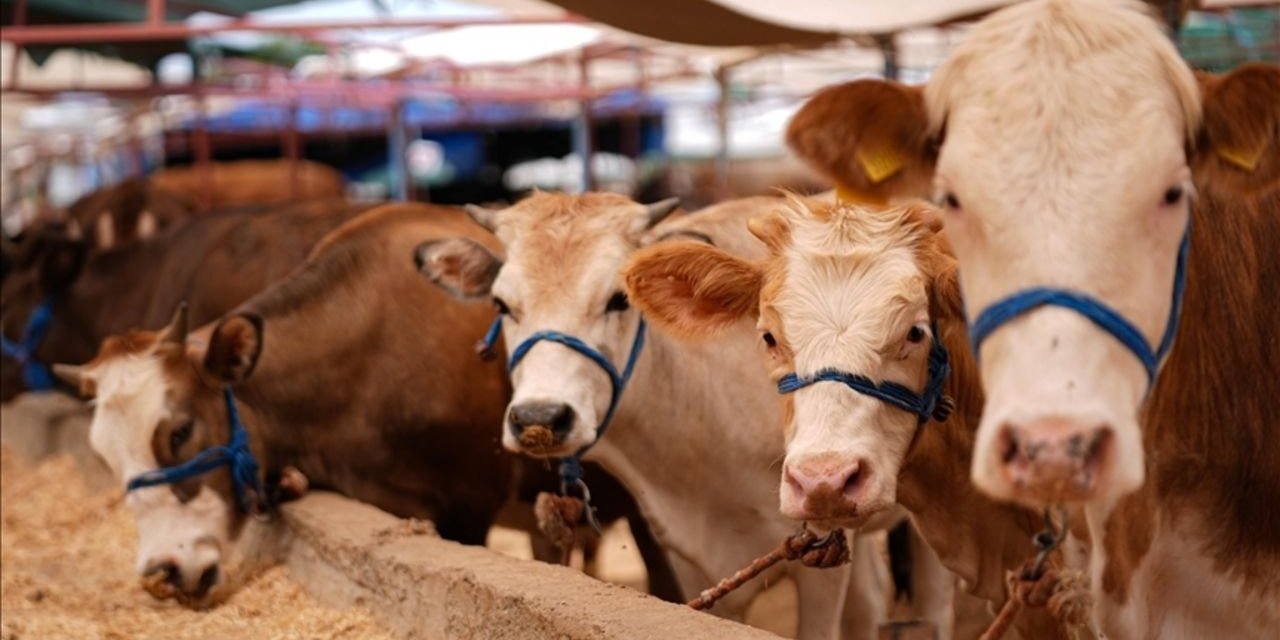 Ağrı’da şap skandalı iddiası: Aşılama oranı çarpıtılarak hayvan pazarı açıldı