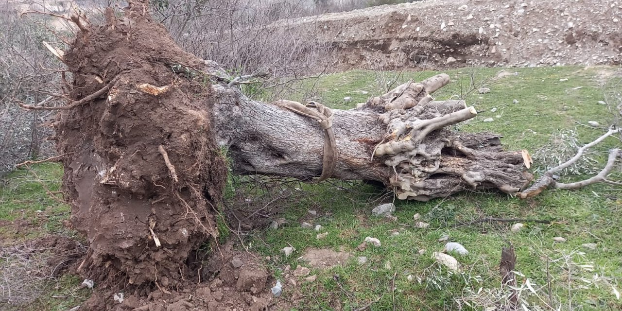 Zeytin ağaçlarının kaderi şirketlerin maaşlı profesörlerine bırakıldı