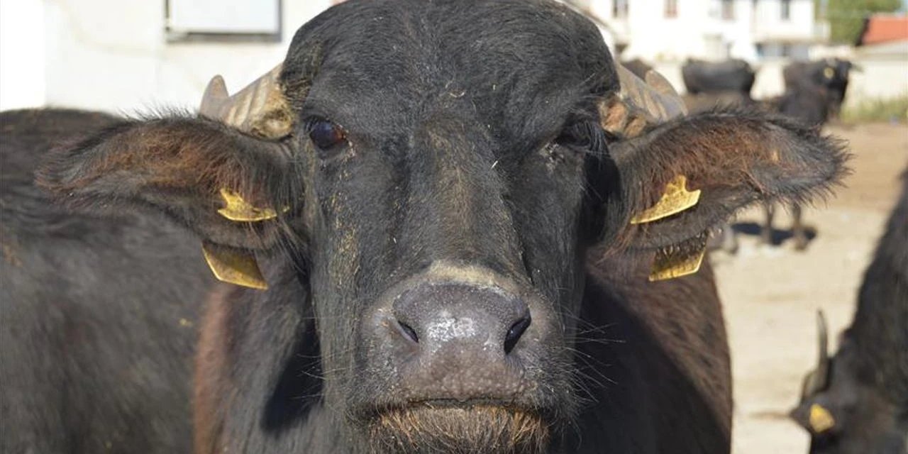 Bakanlık talimatıyla: Şap hastalığına rağmen hayvanlar Teknofest’e taşındı