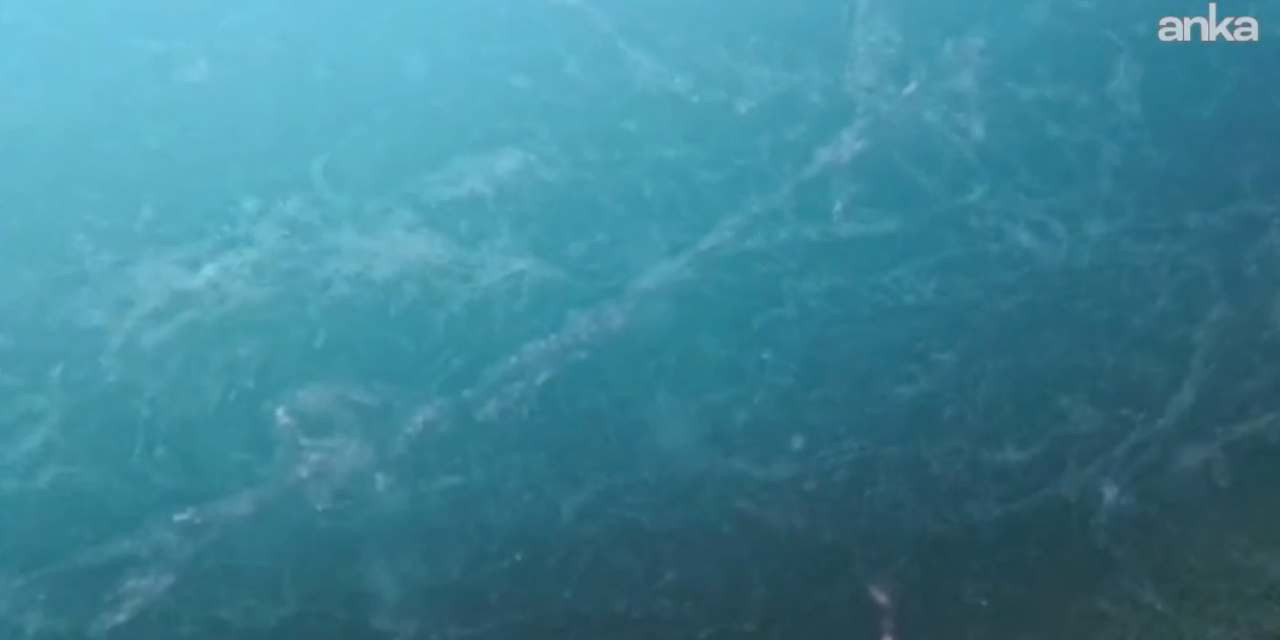 Marmara'da müsilaj alarmı: 4 haftada her yere yayılabilir